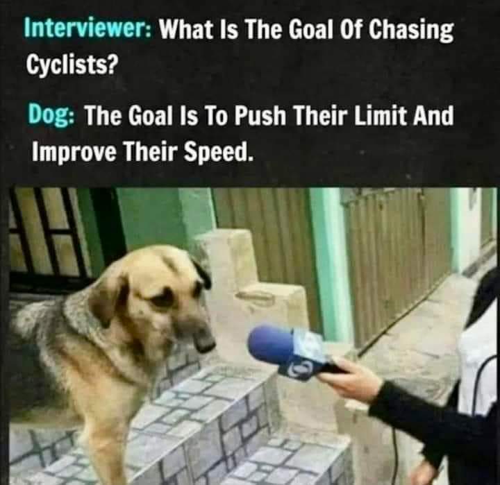Dog Trainer.jpg