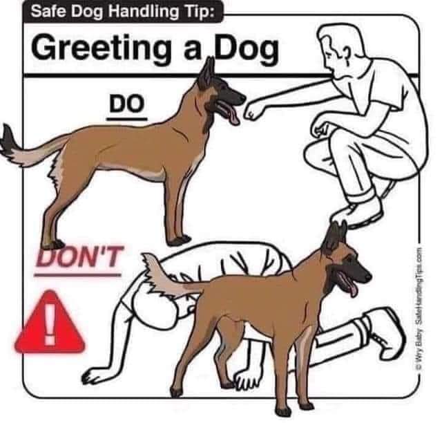 Greet Dogs.jpg