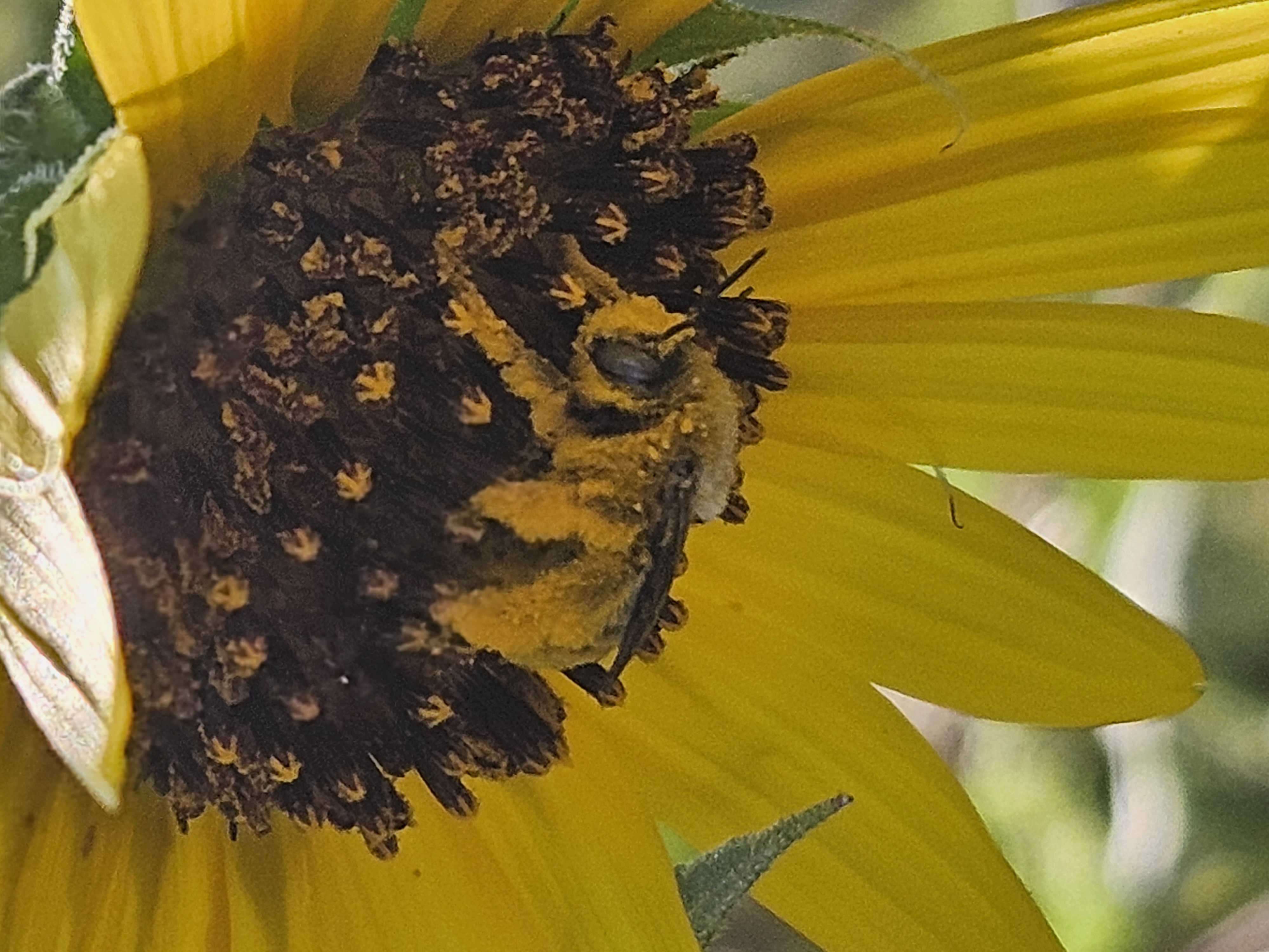 Bee Pollon.jpg